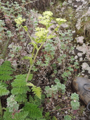 Afroligusticum linderi