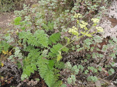 Afroligusticum linderi