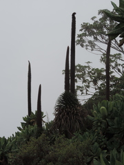 Lobelia stuhlmannii