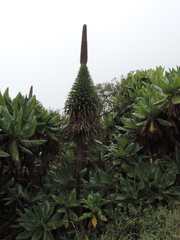 Lobelia stuhlmannii
