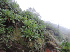 Dendrosenecio erici-rosenii
