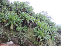 Dendrosenecio erici-rosenii