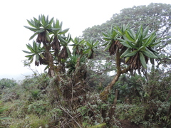 Dendrosenecio erici-rosenii