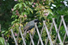 Sturnus vulgaris