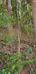 Pseudopteris