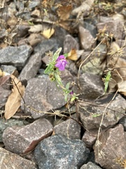 Galeopsis angustifolia