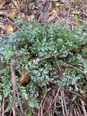 Galeopsis angustifolia