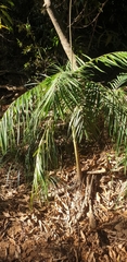 Dypsis rivularis