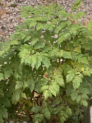 Galeopsis angustifolia