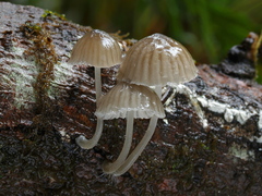 Mycena abramsii