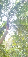 Dypsis leptocheilos