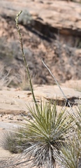 Yucca utahensis