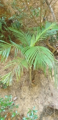Dypsis rivularis