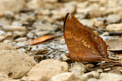 Charaxes bernardus