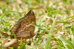 Charaxes bernardus