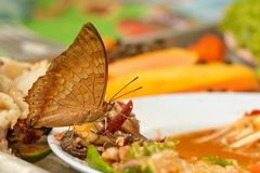 Charaxes bernardus