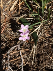 Claytonia