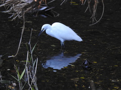 Egretta garzetta