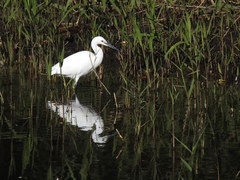 Egretta garzetta