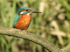 Alcedo atthis