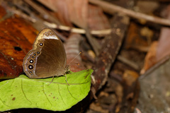 Mycalesis anaxias