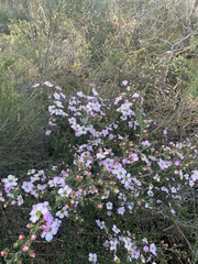 Leptospermum rotundifolium