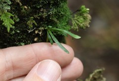 Grammitis stenophylla