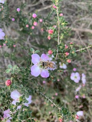 Leptospermum rotundifolium