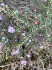 Leptospermum rotundifolium