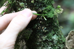 Grammitis stenophylla