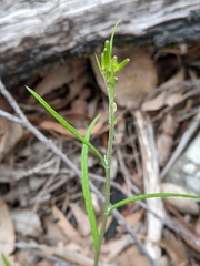 Senecio prenanthoides