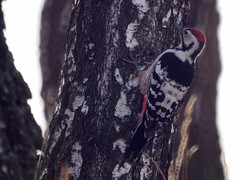 Dendrocopos leucotos