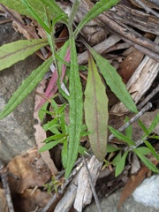 Senecio prenanthoides