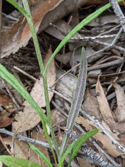 Senecio prenanthoides