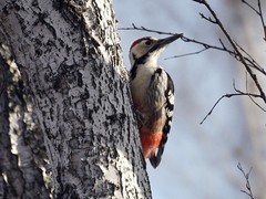 Dendrocopos leucotos