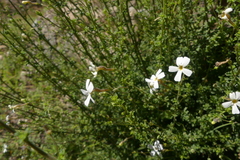 Jamesbrittenia argentea