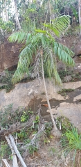 Dypsis rivularis