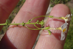 Jamesbrittenia argentea