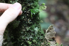 Grammitis stenophylla