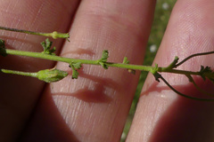 Jamesbrittenia argentea