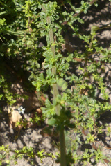 Jamesbrittenia argentea