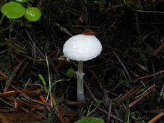 Lepiota sequoiarum