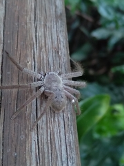 Isopeda villosa