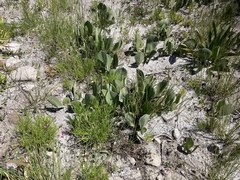 Mairia coriacea
