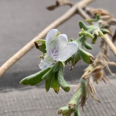 Justicia divaricata