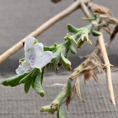 Justicia divaricata