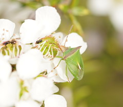 Cuspicona apothoracica