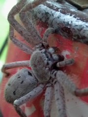 Isopeda villosa