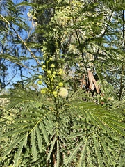 Leucaena leucocephala
