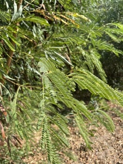 Leucaena leucocephala